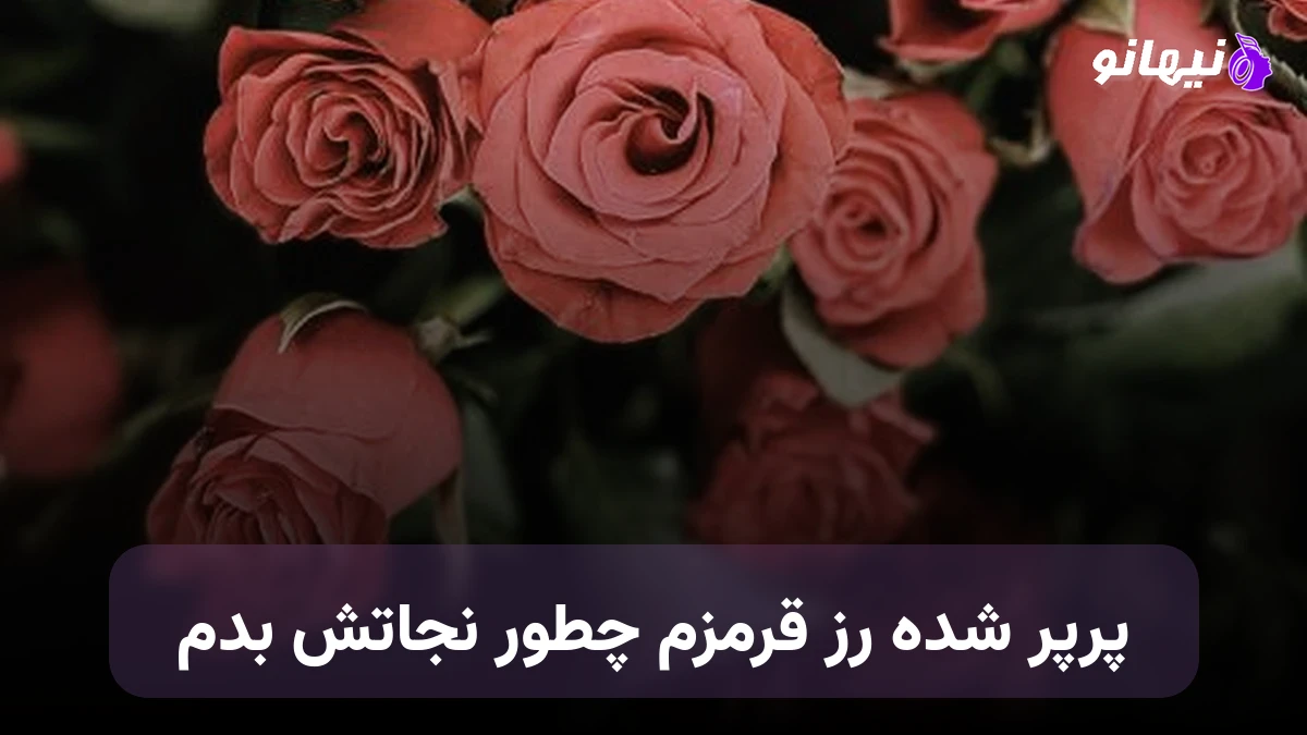 دانلود آهنگ پرپر شده رز قرمزم چطور نجاتش بدم هوش مصنوعی
